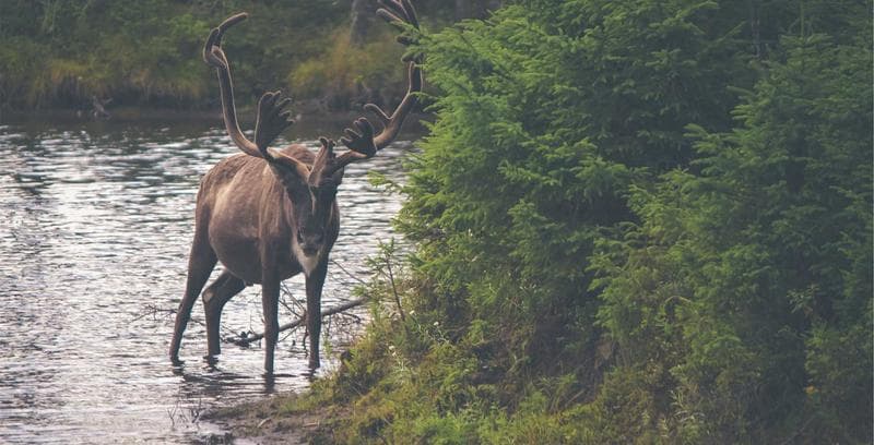The Art of Conversion: A Practical Guide to CRO